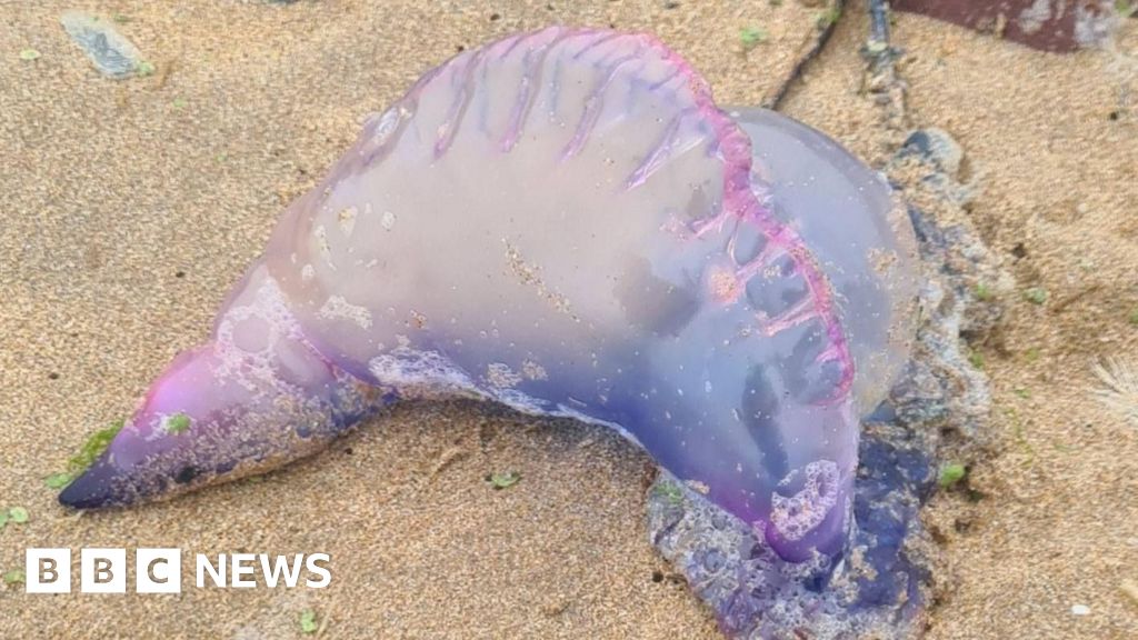 Portugese man o' wars wash up on Pembrokeshire and Anglesey beaches